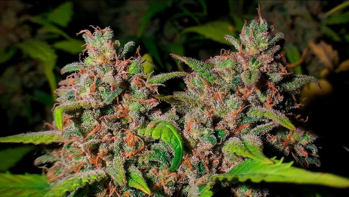 15 Best Strains for Male Arousal in 2022 Fast Buds