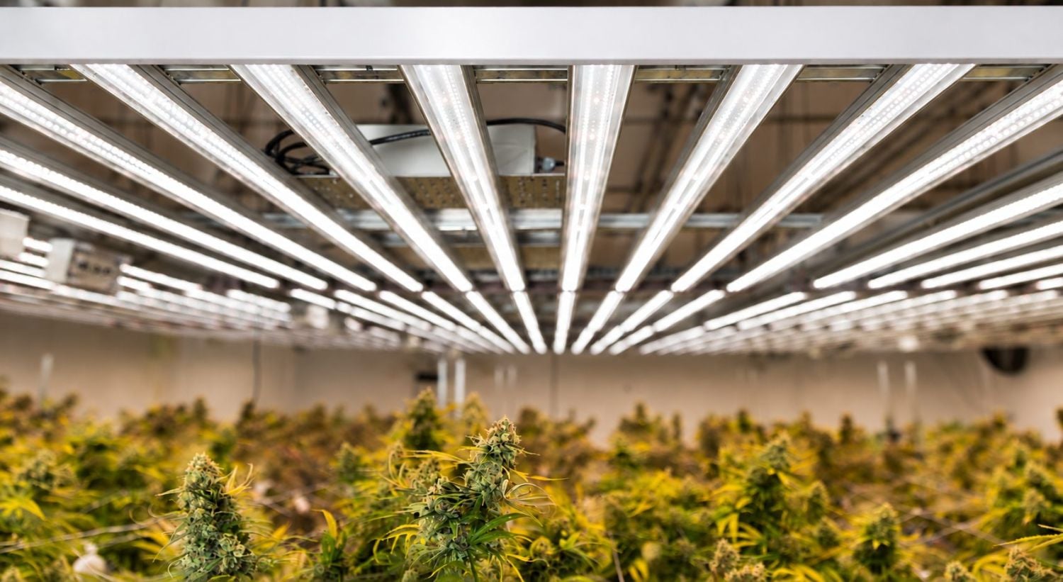 LED Panels