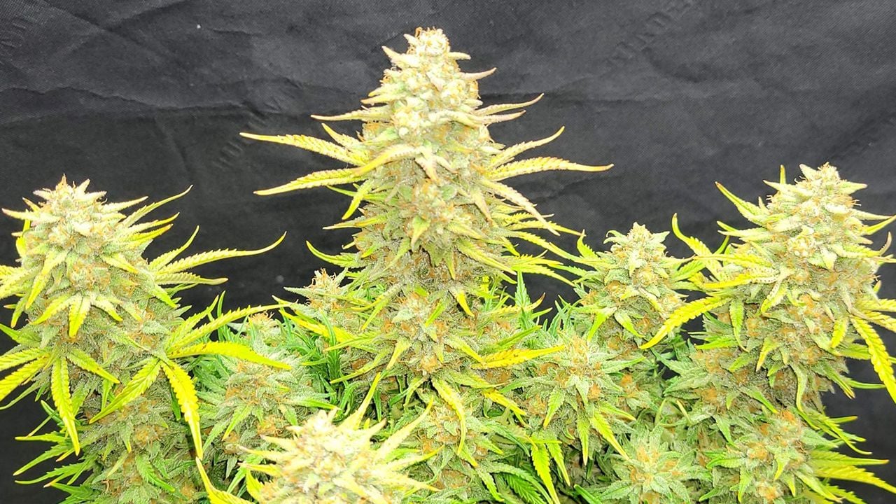 The top 5 best sativa autoflower strains: Sour Jealousy Auto The top 5 best sativa autoflower strains: Sour Jealousy Auto