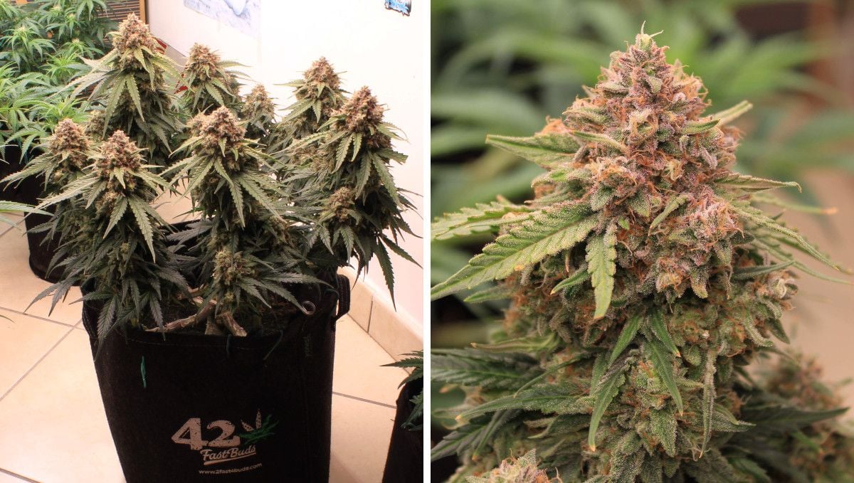 Cream Cookies Auto cannabis strain: ripening and harvest | weeks 10 | a medium-size autoflower with several same-size purplish colas and a closeup of one of those colas