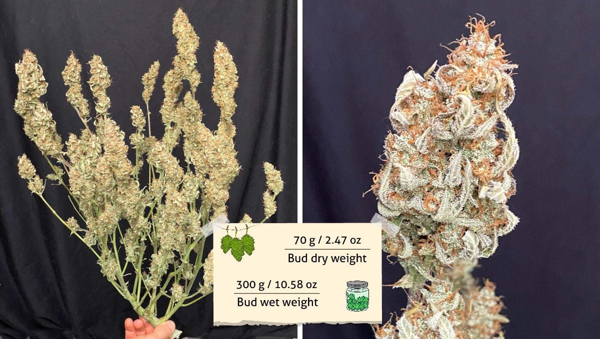 Californian Snow Auto cannabis strain: yield | a grower's hand holding a trimmed and dried marijuana bush and a closeup of one of its buds