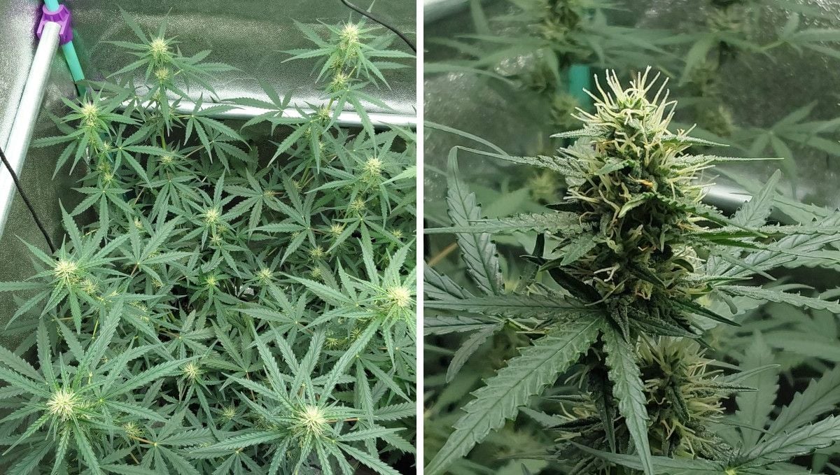 Mimosa Cake Auto cannabis strain: early flower | weeks 6-7 | a top view of a budding ganja plant and a closeup of its immature bud