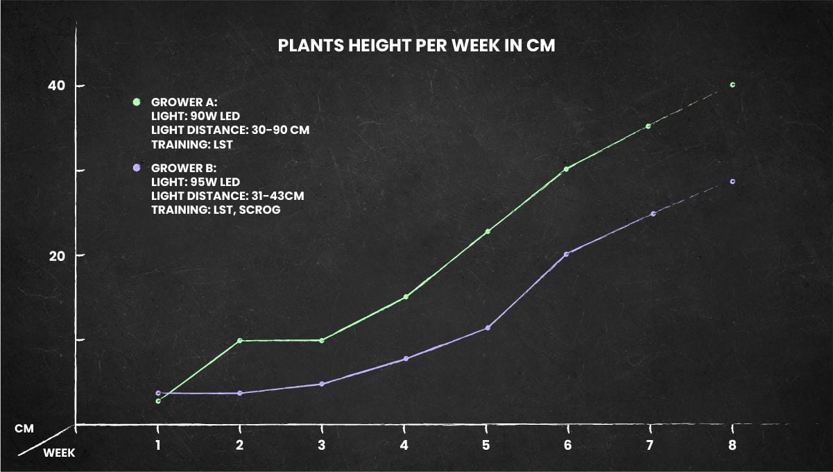 Super Lemon Haze Auto cannabis strain: height chart for the whole life cycle