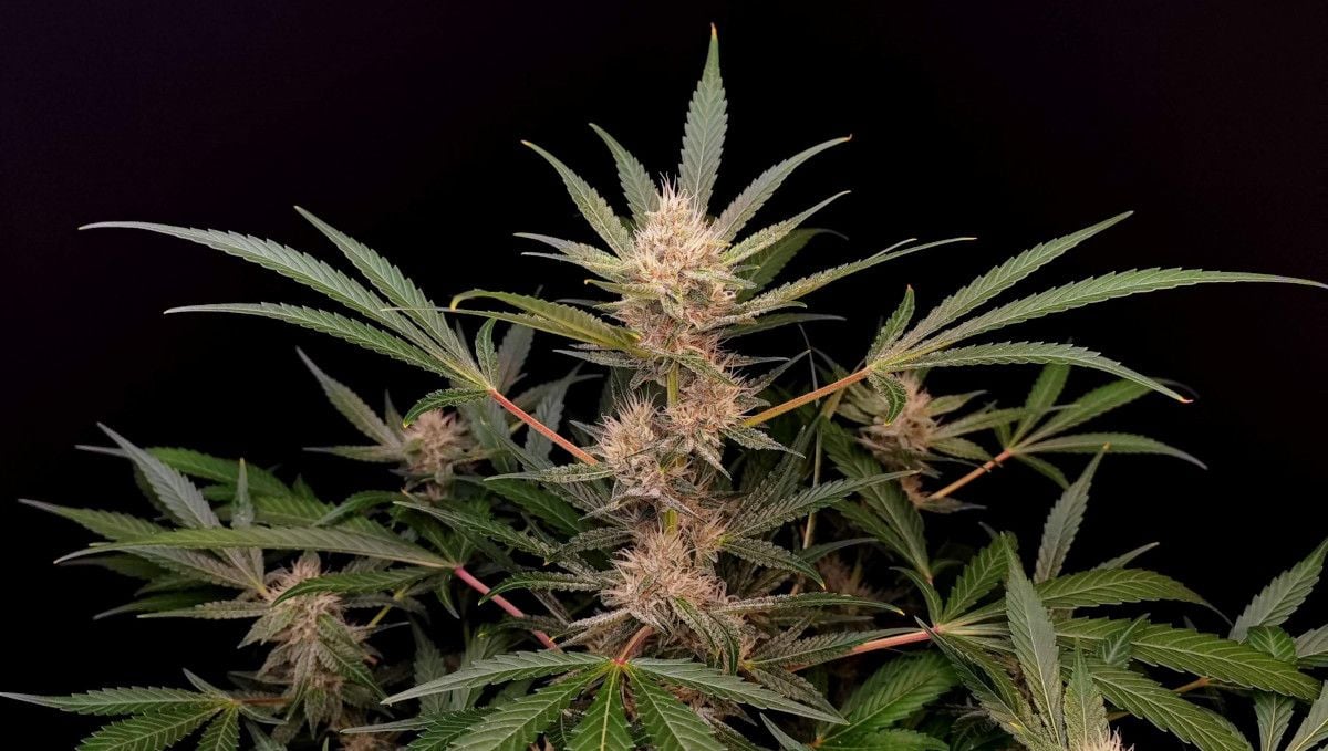 Tropicana Cookies Auto cannabis strain: early flower | weeks 6-7 | a gorgeous autoflower that has begun to fill out