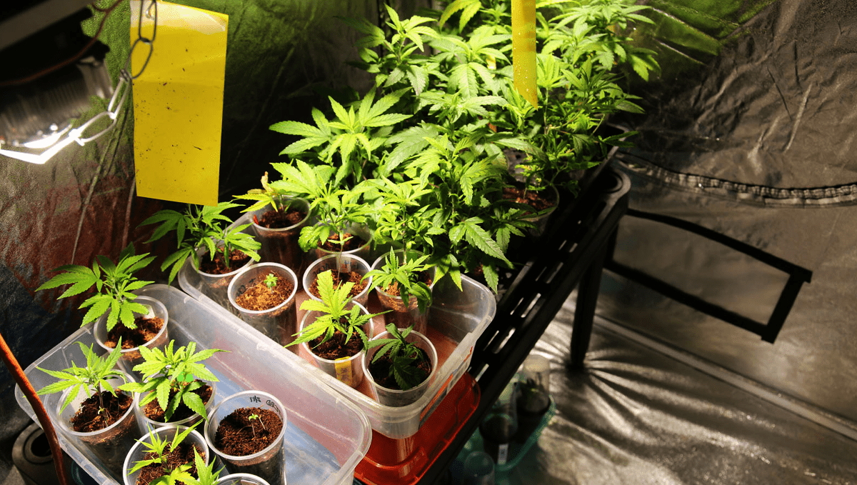 Legal Weed Comes to Missouri This Thursday: Party cups and pots with marijuana plants at different stages of their life cycle