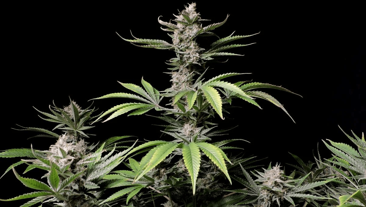 Top 10 Best Outdoor Autoflower Seeds UK 2024: Cherry cola auto