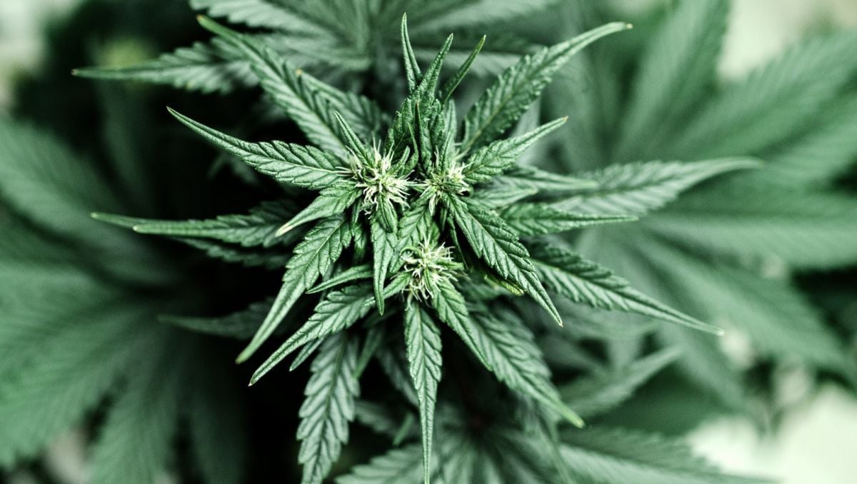 Crecimiento de una planta de cannabis autofloreciente