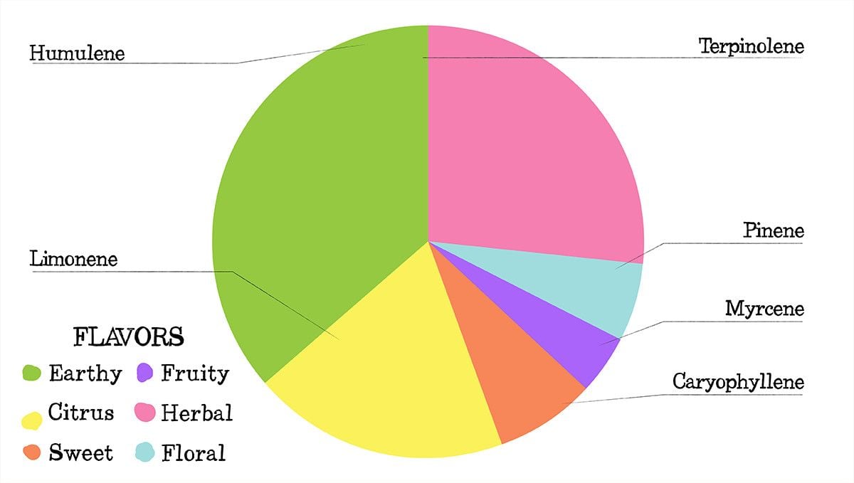 Stardawg Auto Cannabis Strain Week-by-Week Guide: Terpene profile Stardawg Auto Cannabis Strain Week-by-Week Guide: Terpene profile