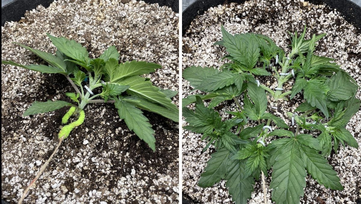 Purple Lemonade Auto Cannabis Strain Week-by-Week Guide - A 3-week-old autoflower grown in soil and LSTd with a piece of string and braces