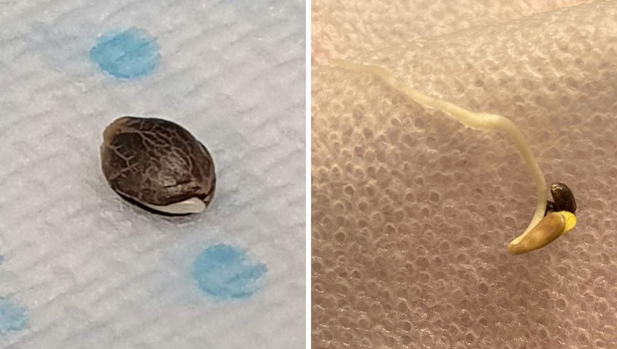 Green Crack Auto cannabis strain: germination and seedling stage | week 1 | the seed and its taproot