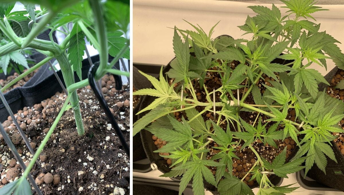 Banana Purple Punch Auto cannabis strain: mid veg | weeks 3-4 | LST was started later on this one