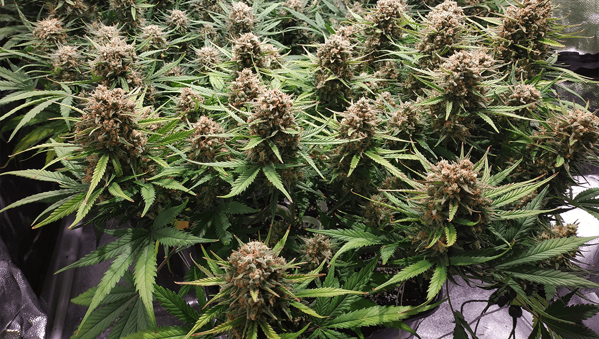 The top 5 best hybrid autoflower strains: gorilla glue autoThe top 5 best hybrid autoflower strains: girl scout cookies auto The top 5 best hybrid autoflower strains: gorilla glue autoThe top 5 best hybrid autoflower strains: girl scout cookies auto