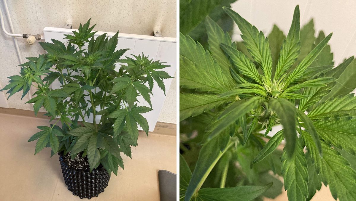 Auto Blackberry Kush cannabis strain: transition (pre-flower) | week 5 | an autoflower beginning to stretch and a closer look at its main top beginning to flower