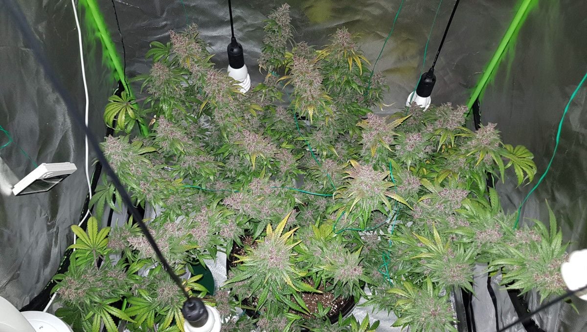 LSD-25 Auto cannabis strain: ripening and harvest | weeks 10-12 | a huge indoor autoflower with multiple colas of great size and faded yellow leaves