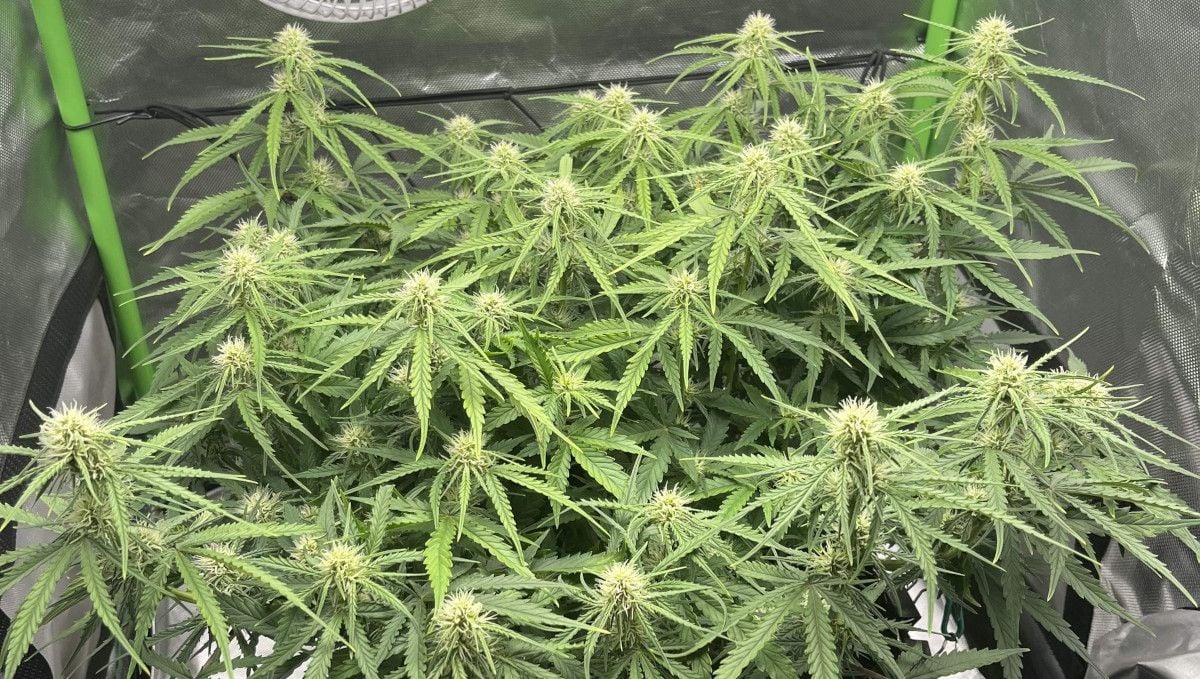 Amnesia Z Auto cannabis strain: early flower | weeks 6-7 | an autoflower with a great number of flowering tops