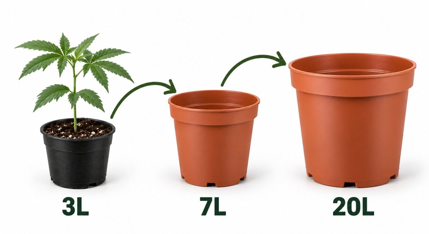 How to Successfully Repot a Cannabis Plant