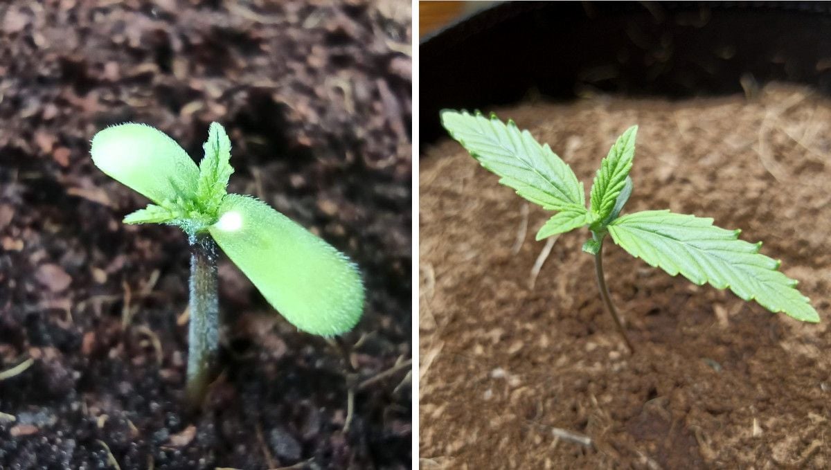 Forbidden Runtz Auto Cannabis Strain Week-by-Week Guide: A healthy autoflower seedling shown at 1 and 7 days from seed