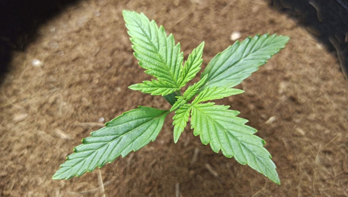 Forbidden Runtz Auto Cannabis Strain Week-by-Week Guide: A 10 days old autoflower seedling with a yellowish growing point