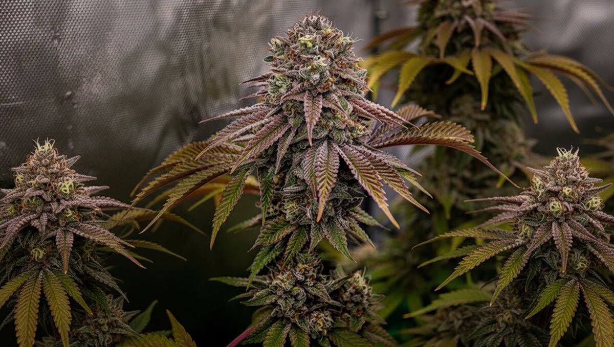 Orange Sherbet