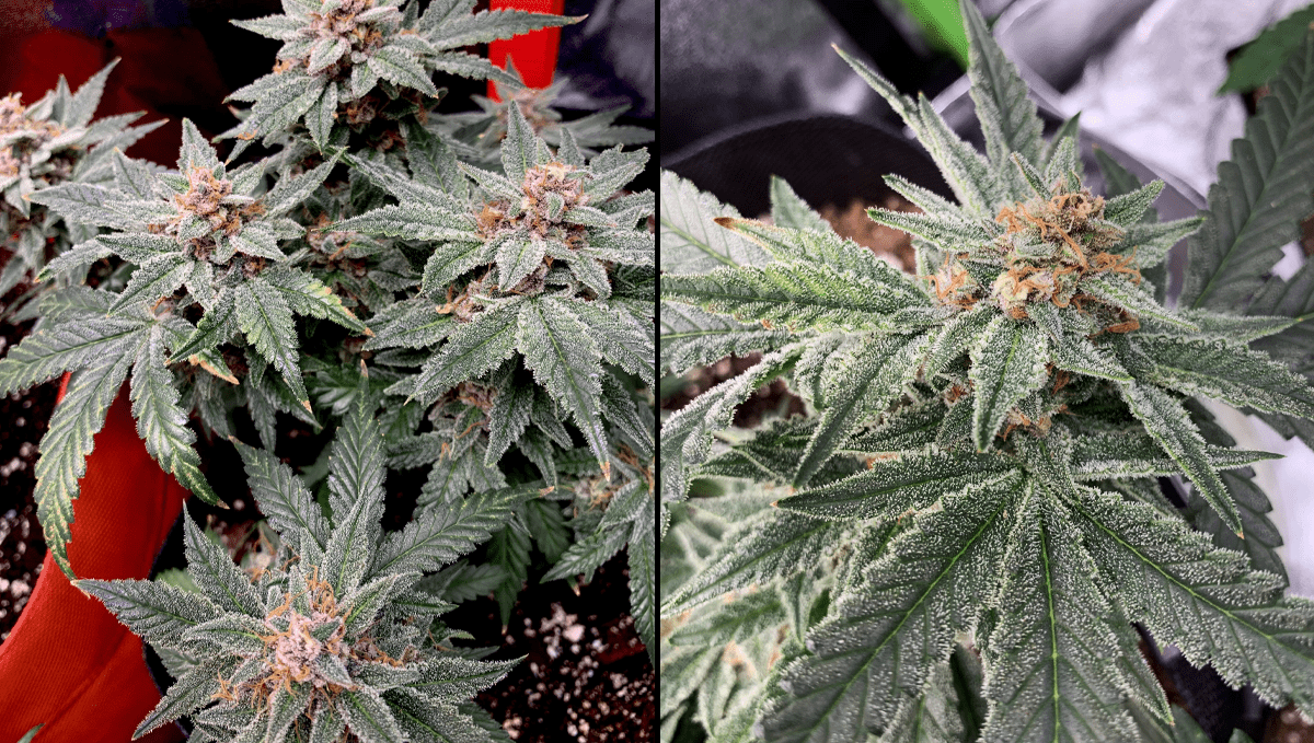 Best auto strains for sleep: strawberry pie auto Best auto strains for sleep: strawberry pie auto