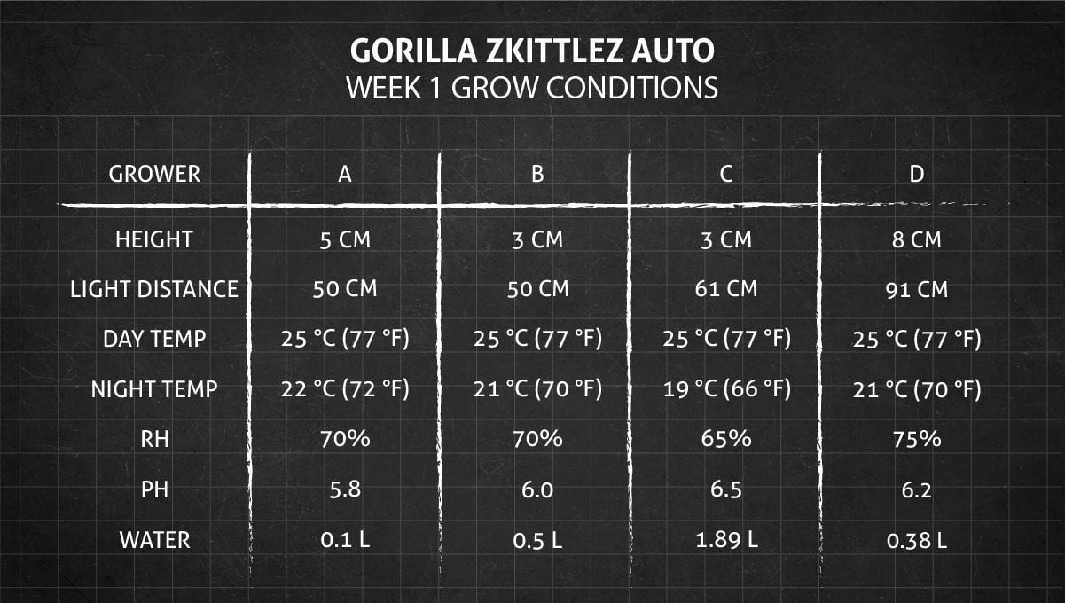 Gorilla Z Auto cannabis strain: week 1 grow conditions