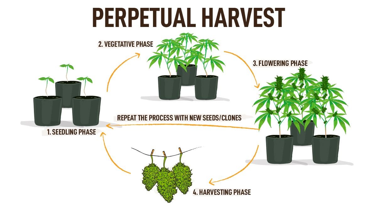 The Benefits of Growing Your Own Weed at Home: Perpetual harvest