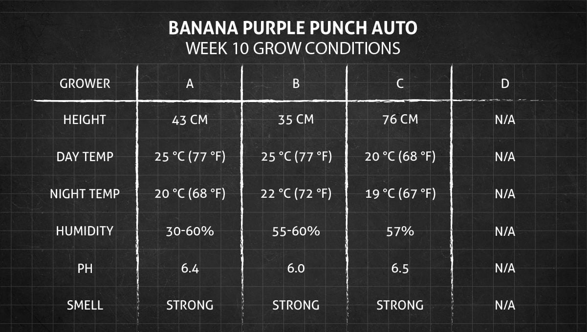 Banana Purple Punch Auto cannabis strain: week 10 grow conditions