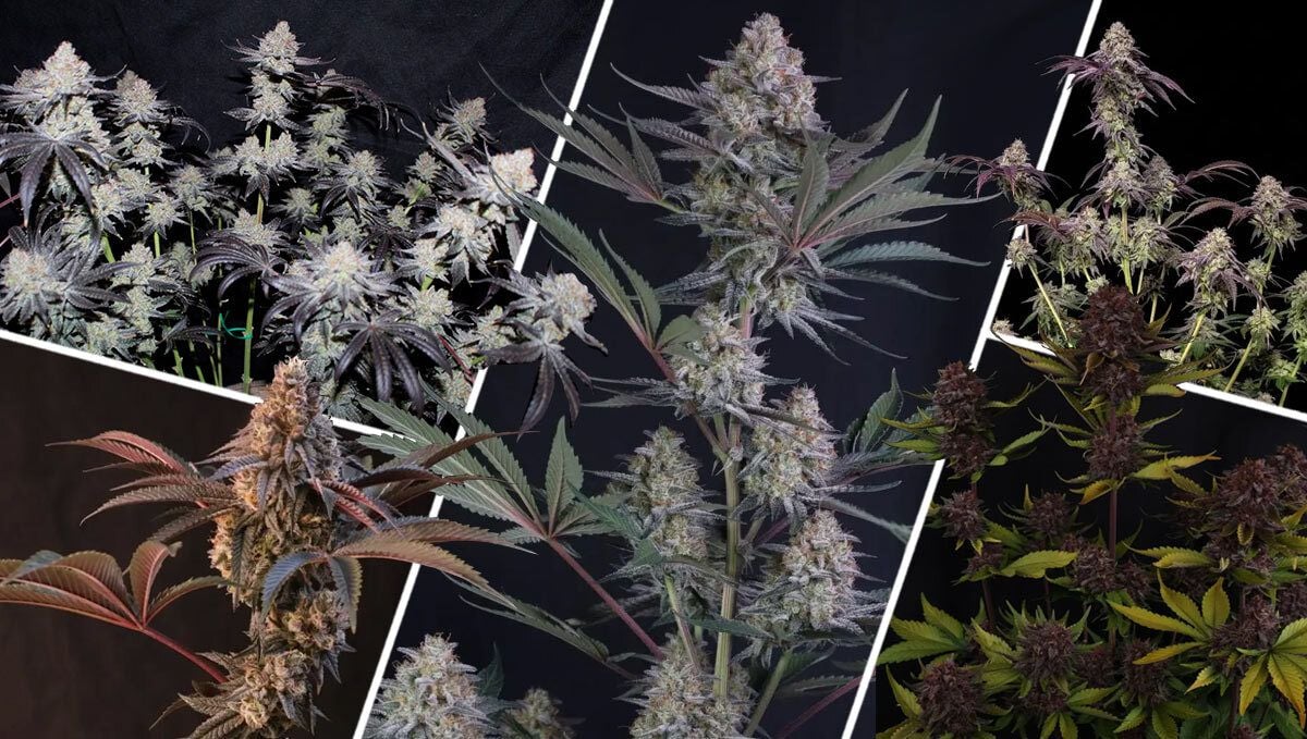Wat Maakt Een Geweldige Beginner Strain?