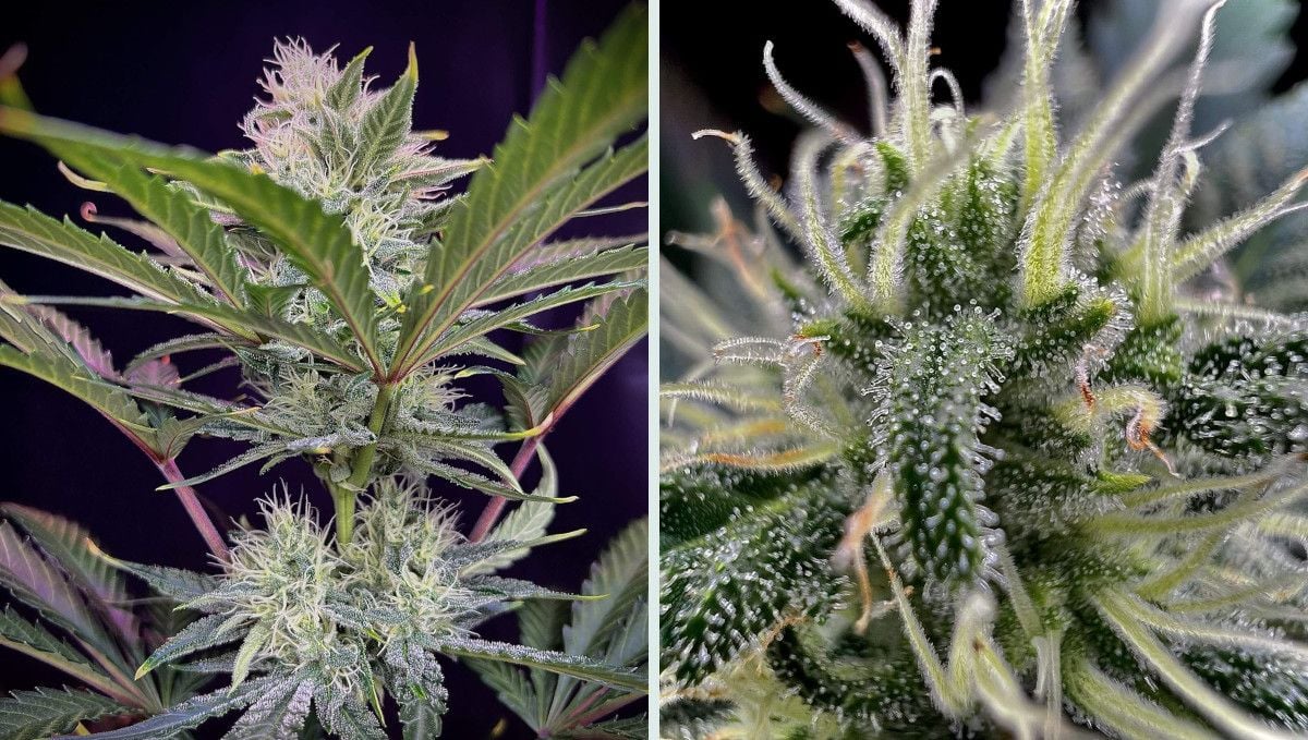  Strawberry Gorilla Auto Cannabissorte: Frühe Blüte | Wochen 6-7 | Nahaufnahmen von reifenden Blüten