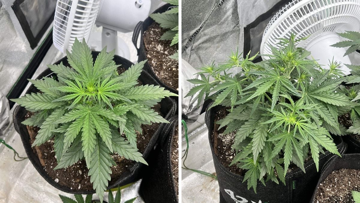 Stardawg Auto cannabis strain: transition (pre-flower) | week 4 Stardawg Auto cannabis strain: transition (pre-flower) | week 4