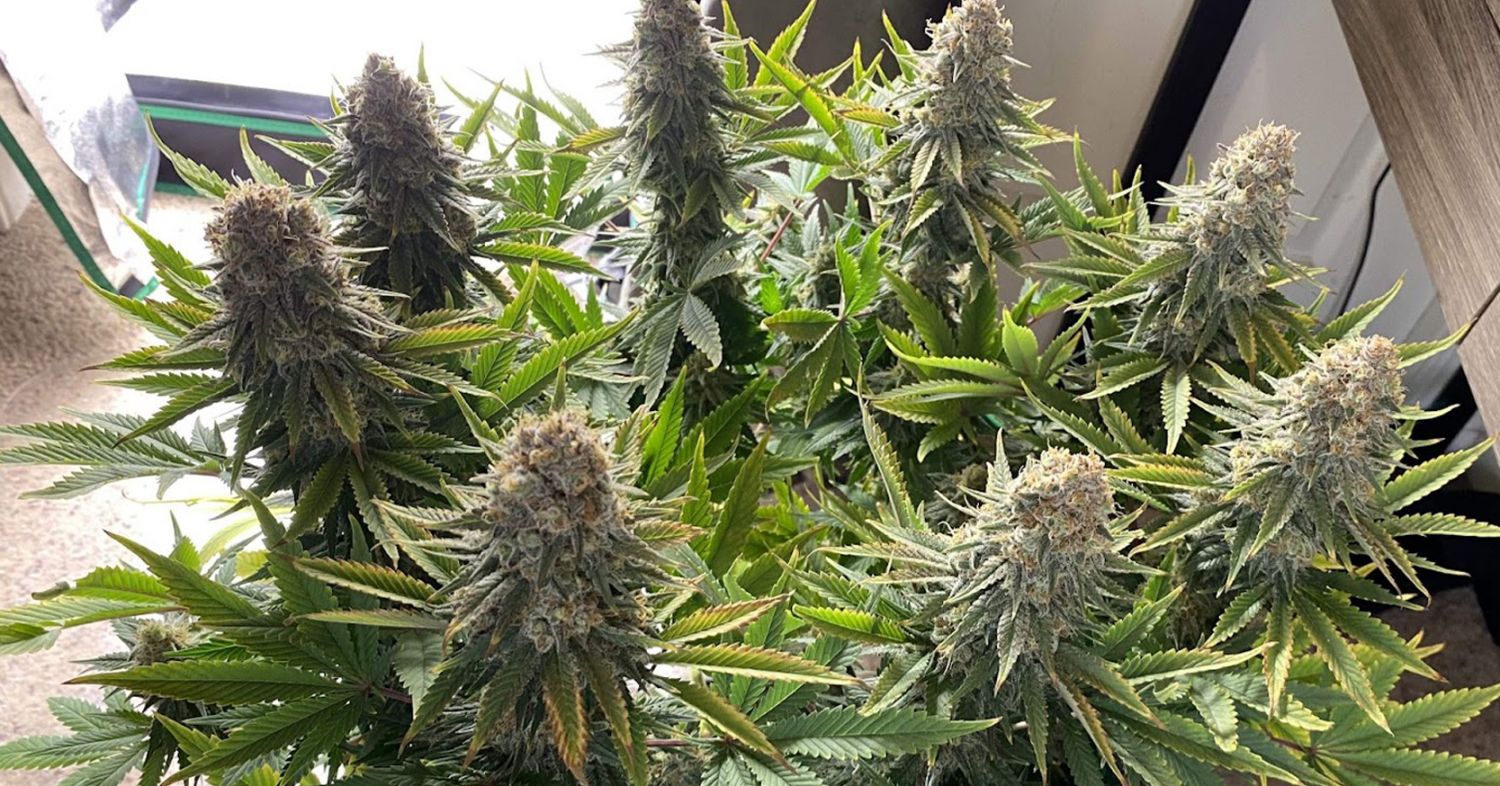 Power plant cannabis week-by-week guide: harvesting