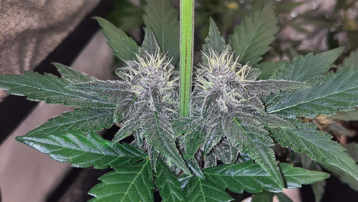 Tropicana Cookies Auto cannabis strain: early flower | weeks 6-7 | a pair of buds at a middle node