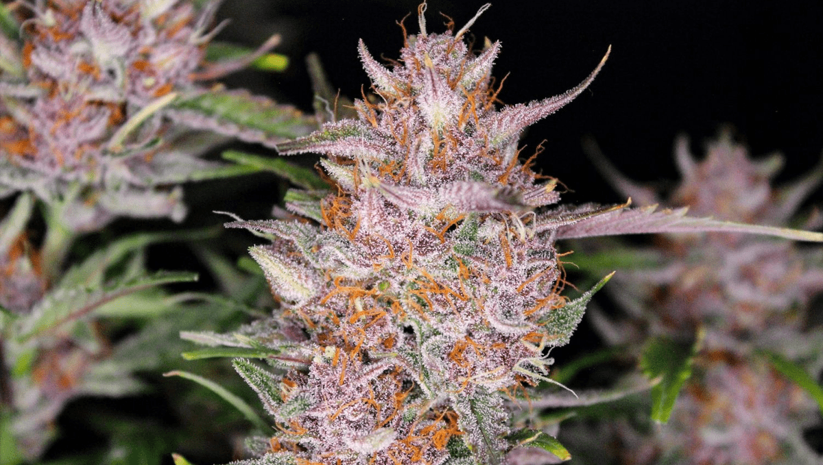 The top 5 best hybrid autoflower strains: gorilla punch auto The top 5 best hybrid autoflower strains: gorilla punch auto