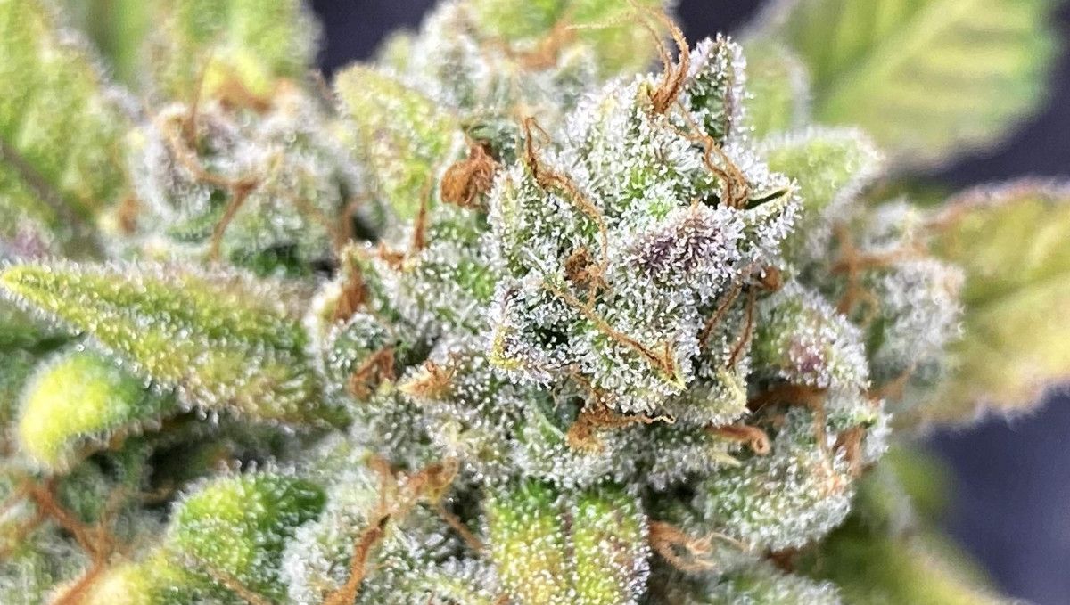 Cherry Cola Auto cannabis strain: ripening and harvest | weeks 10+ | mature marijuana bud (close-up)