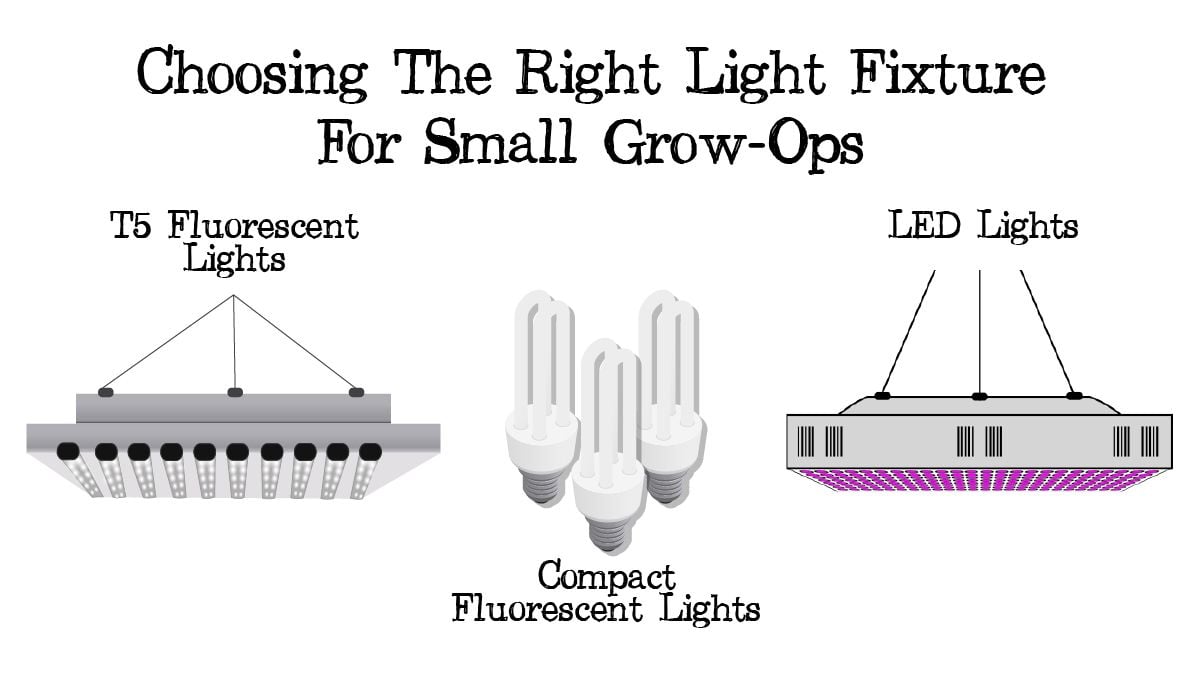How to Grow Small Cannabis Plants in Tiny Spaces Fast Buds