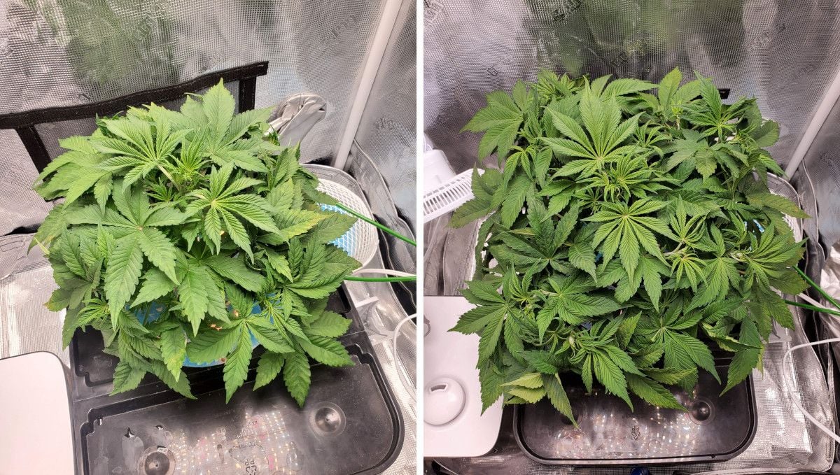 Blackberry Auto cannabis strain: mid veg | weeks 3-4 | a marijuana plant kept low-profile and having very dense canopy Blackberry Auto cannabis strain: mid veg | weeks 3-4 | a marijuana plant kept low-profile and having very dense canopy