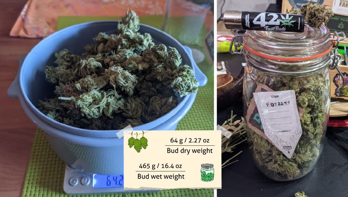 Tropicana Cookies Auto cannabis strain outcome: marijuana buds on the scales and in a mason jar