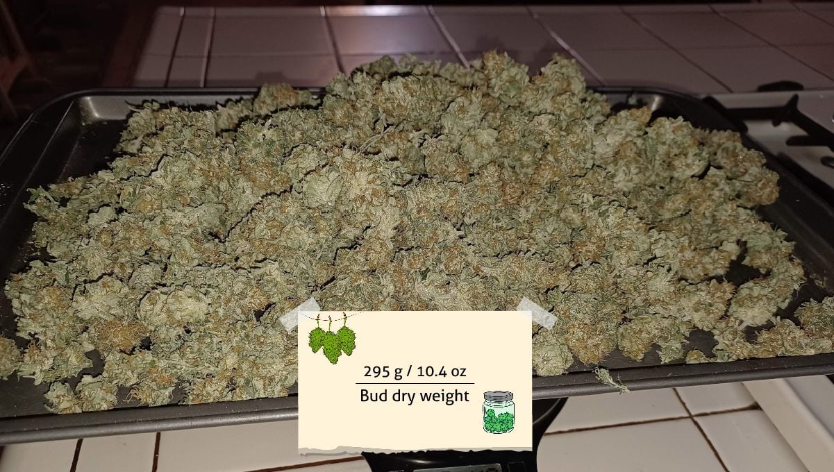 Tropicana Cookies FF cannabis strain: yield | a heap of dried buds on a tray