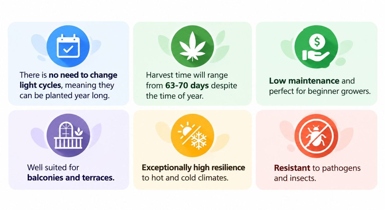 How Long Do Autoflowers Take From Seed To Harvest?: Autoflowers advantages