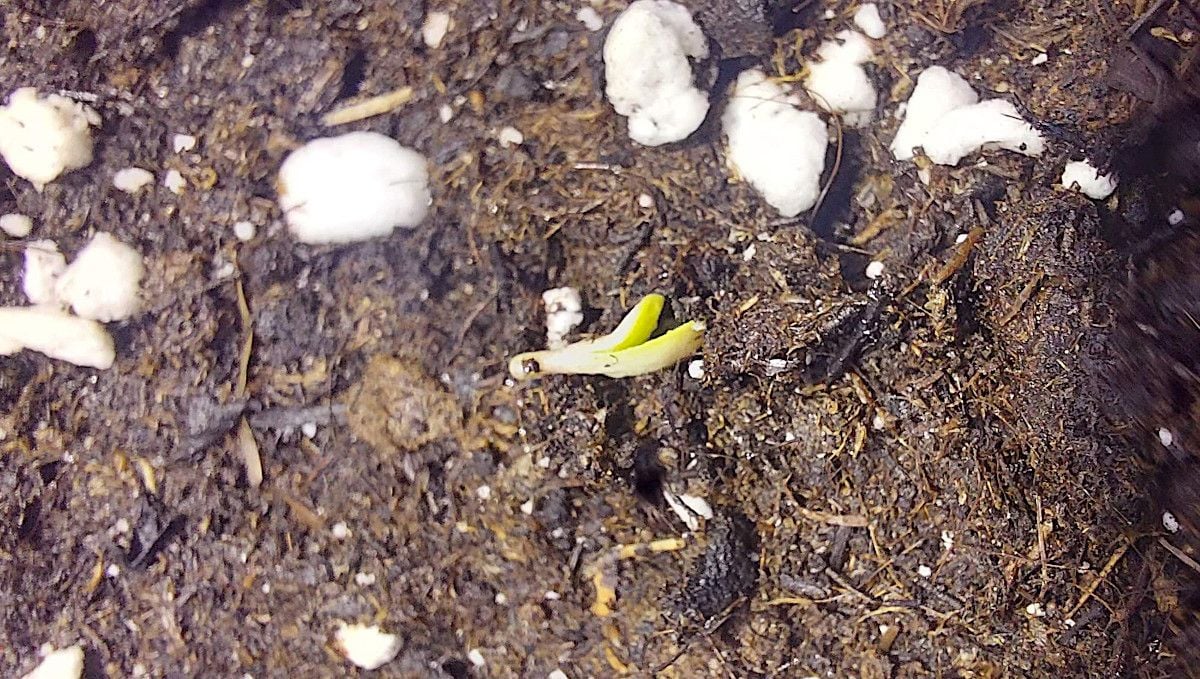 Orange Sherbet FF cannabis strain: germination and seedling stage | week 1 | sprouted without the helmet head