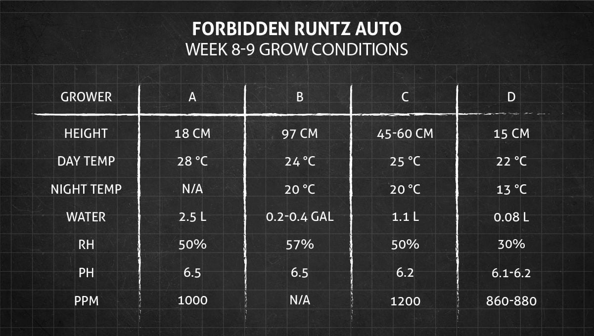 Forbidden Runtz Auto Cannabis Strain Week-by-Week Guide: Weeks 8-9 grow conditions
