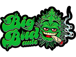 Big Bud Auto Cannabis Seeds – Buy Big Bud Weed Strain, Cannabis Yield 