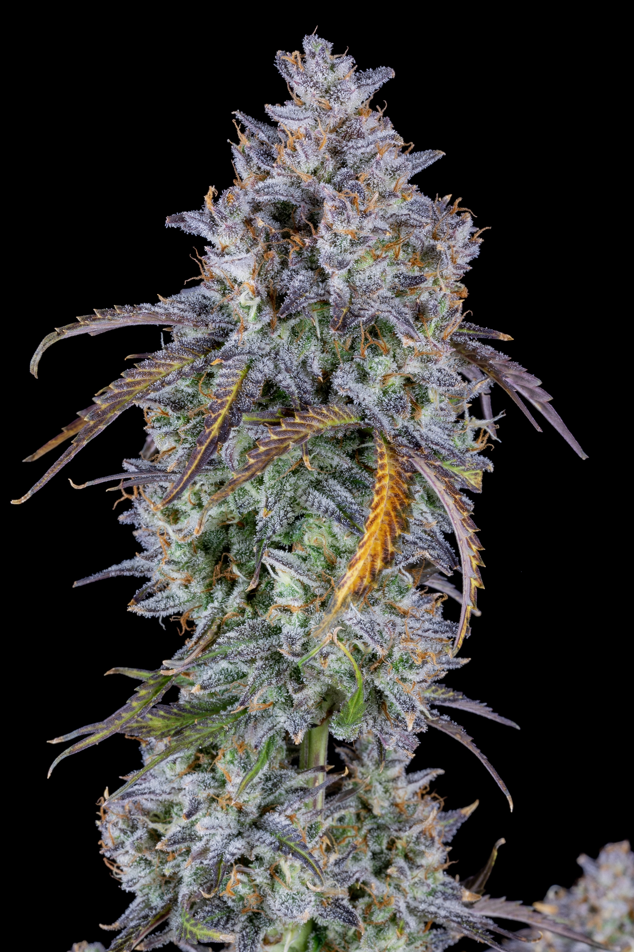 Media Sources - Mimosa Cake Auto Listing Photos | Fast Buds