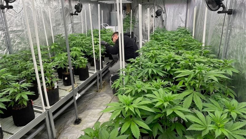 2026-02-03 Timelaps Difoliation