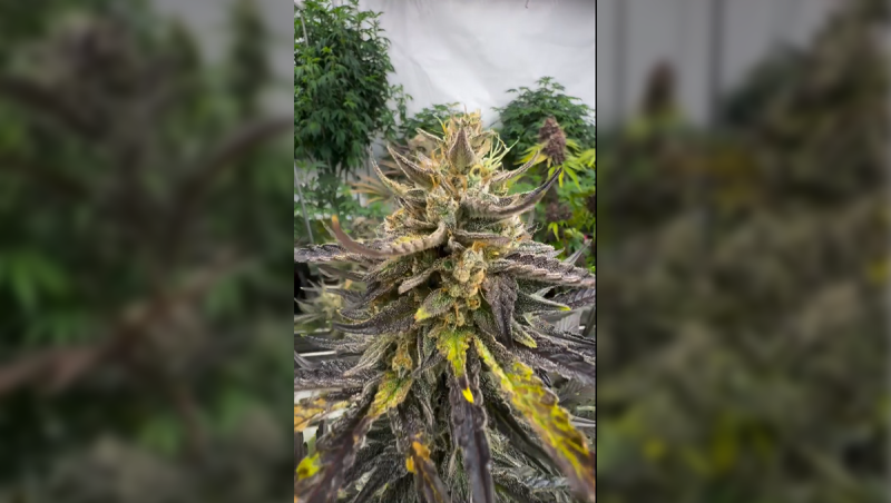 Gorilla Cookies Auto plants from the current run.