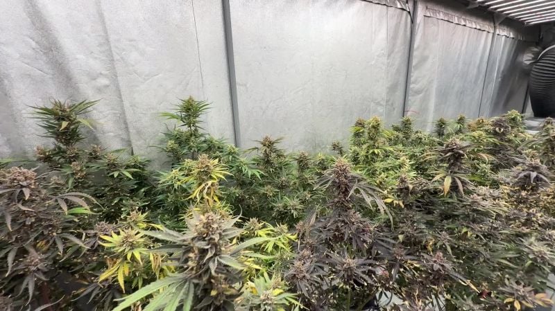Cherry Cola pre-harvest(2)