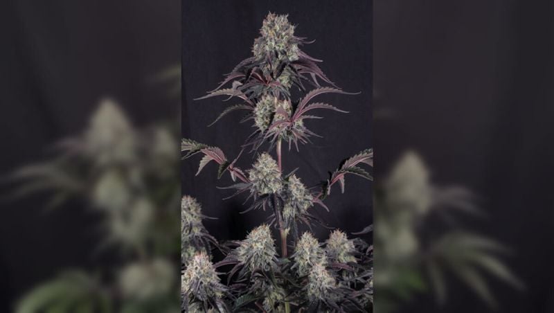 Sundae Frost UPD with subs