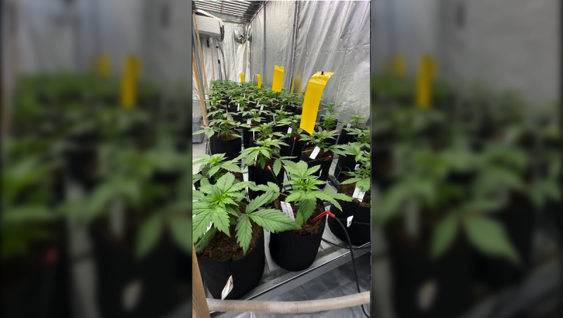 Our Flavorful Lemon Cherry Cookies