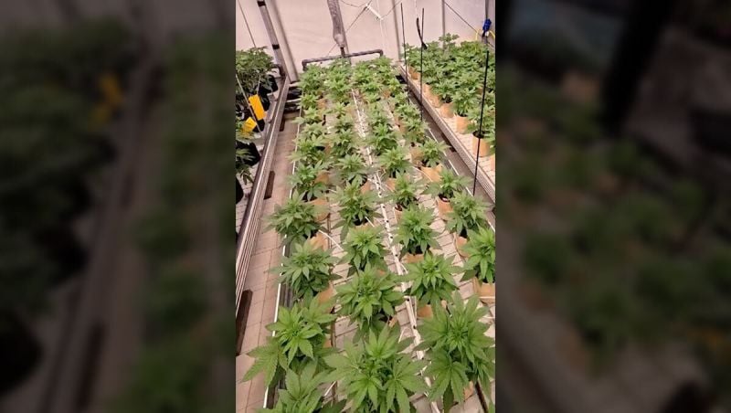 Testing Room 18 Strains Timelapse