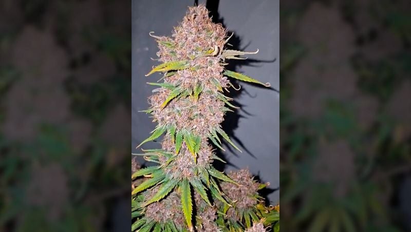 Honorary entry - Gitty - Banana Purple Punch Auto